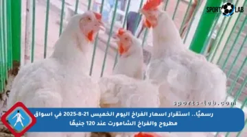 رسميًا.. استقرار أسعار الفراخ اليوم الخميس 21-8-2025 في أسواق مطروح والفراخ الشامورت عند 120 جنيهًا